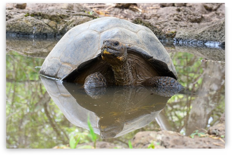 Galapagos Giant Tortoise Reflection by Dan Hart