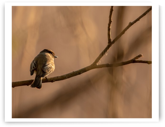 Watching Sunset by Dan Hart