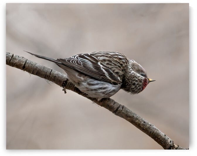 Curious Common Redpoll by Dan Hart