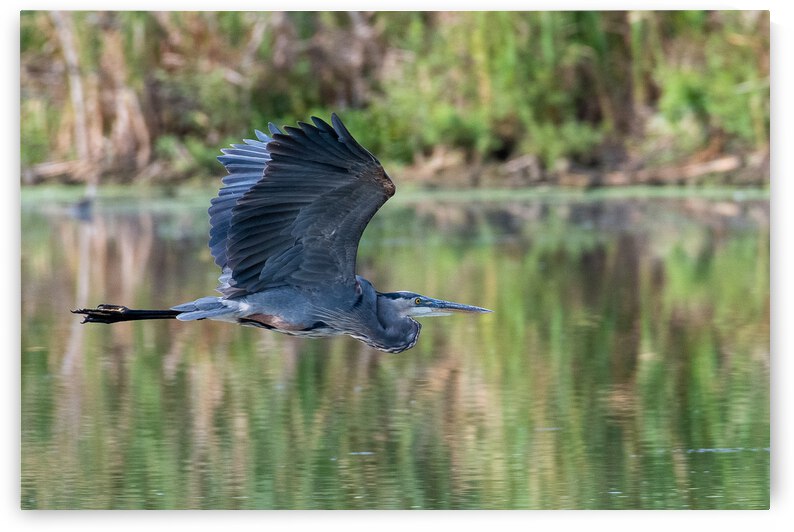 Great Blue Heron by Dan Hart