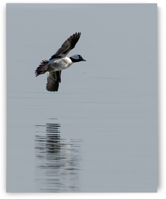 Bufflehead Flyby by Dan Hart
