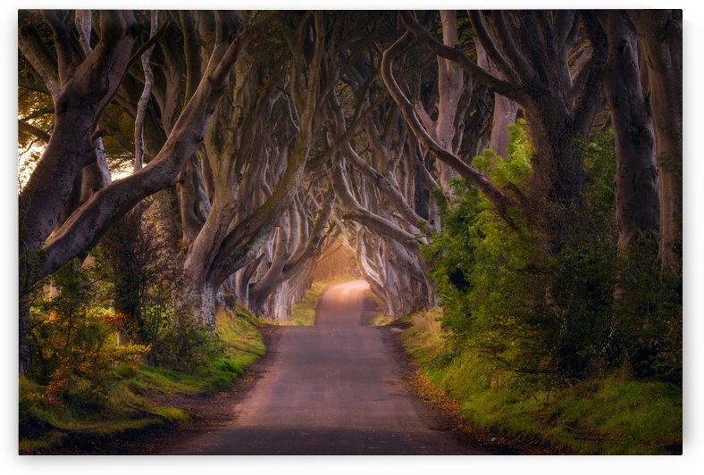 The Glowing Hedges by 1x