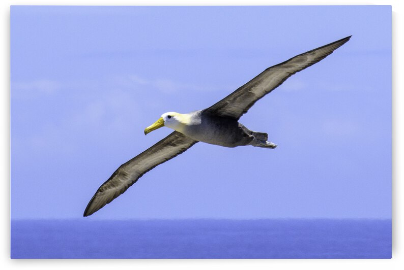 Waved Albatross by Dan Hart