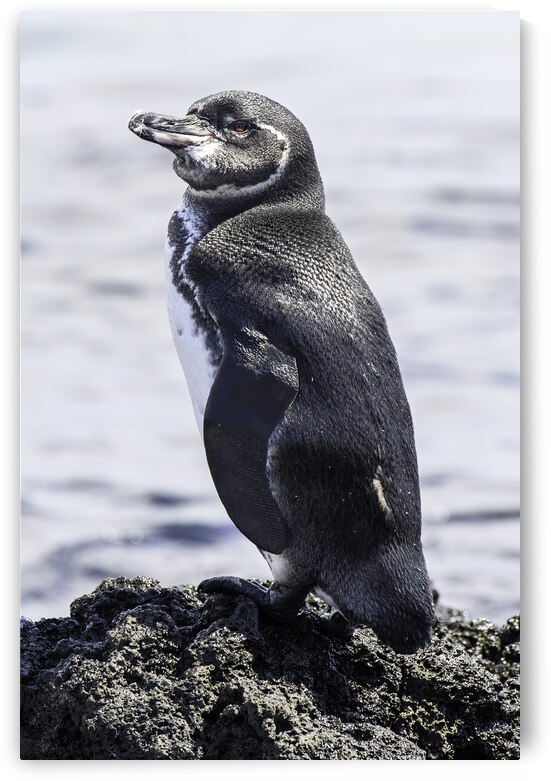 Galapagos Penguin by Dan Hart