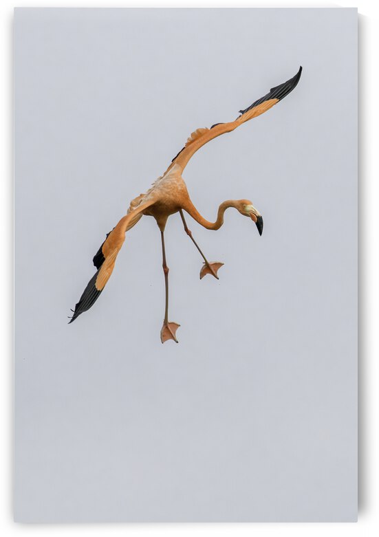 Flamingo Final Approach by Dan Hart