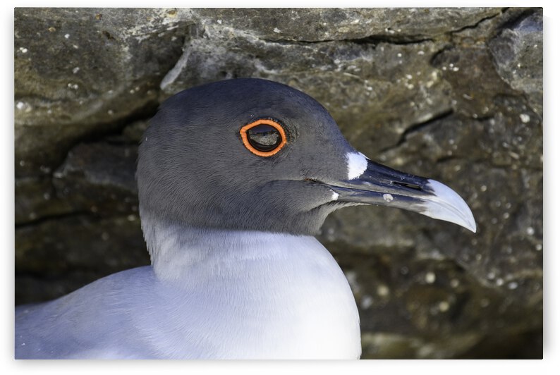 Swallow tailed Gull by Dan Hart