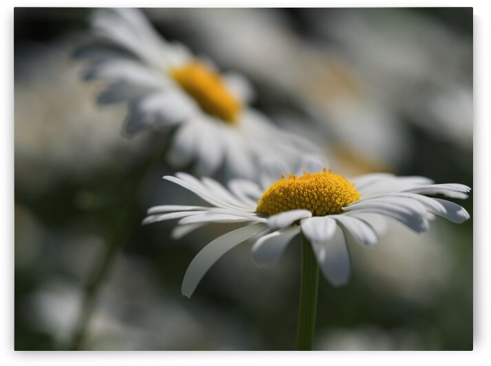 Marguerites by Suzanne Bonin