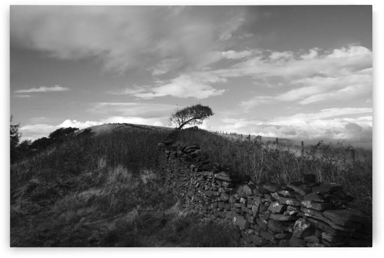 Solitary tree and ancient stone wall - England by fotojourneys