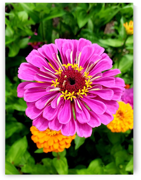 Flower Power Shot by The NC Geek