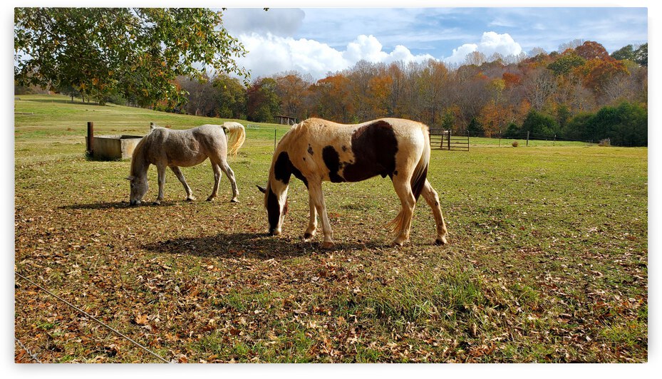 Horsing Around by The NC Geek