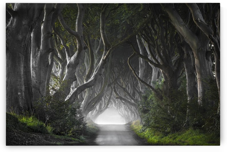 DARK HEDGES by 1x