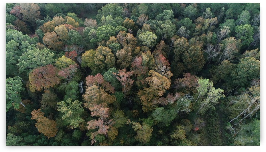 The Leaves Are Changing by The NC Geek