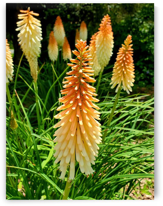 On a Stick  by The NC Geek