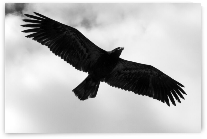 The sea eagle by fotojourneys