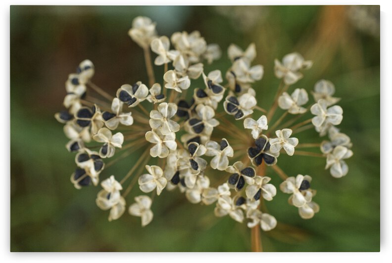 Dried Garlic Chive Flower with Black Seeds by Iris H Richardson