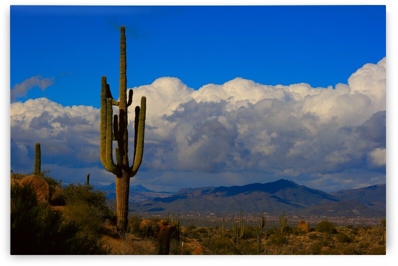  Amazing Giant Saguaro Cactus by Bo Insogna