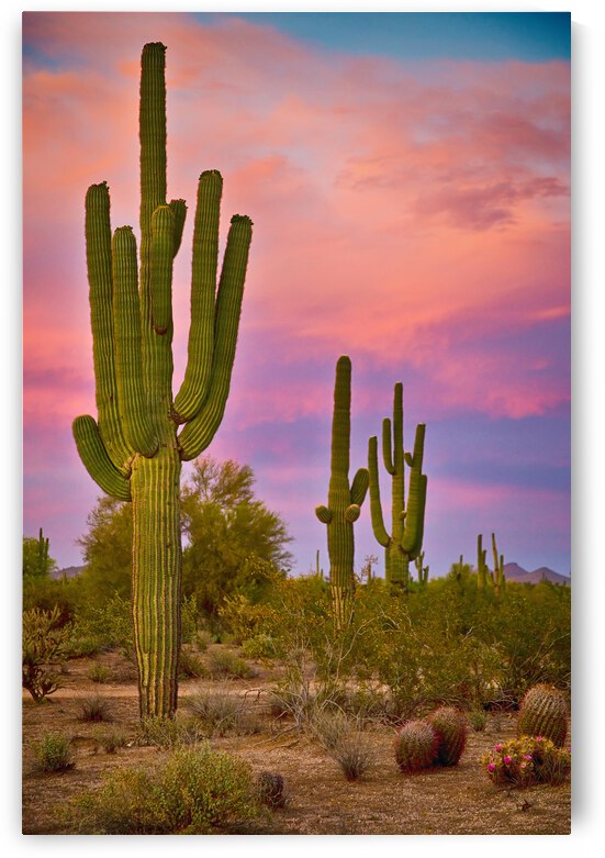 Desert Spring by Bo Insogna
