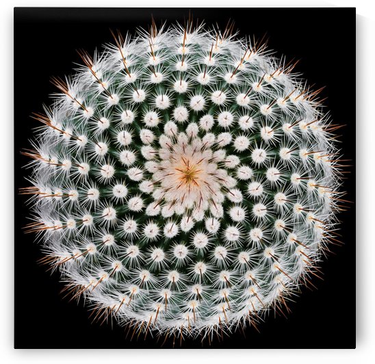 Notocactus scopa by 1x