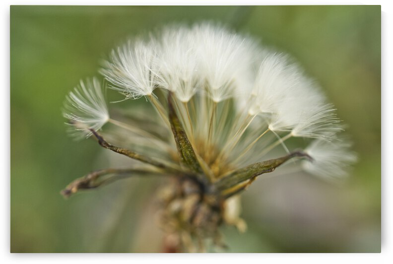 Winter Dandelion  II- by Iris H Richardson