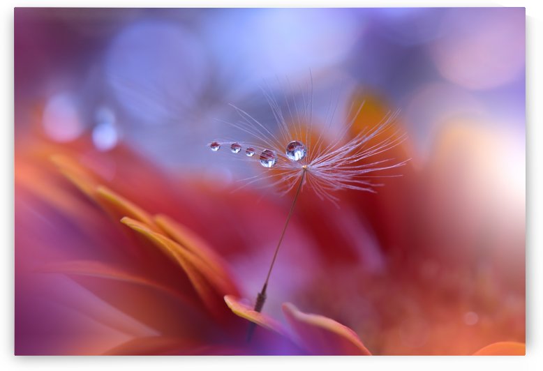 Dance in the Light... by 1x