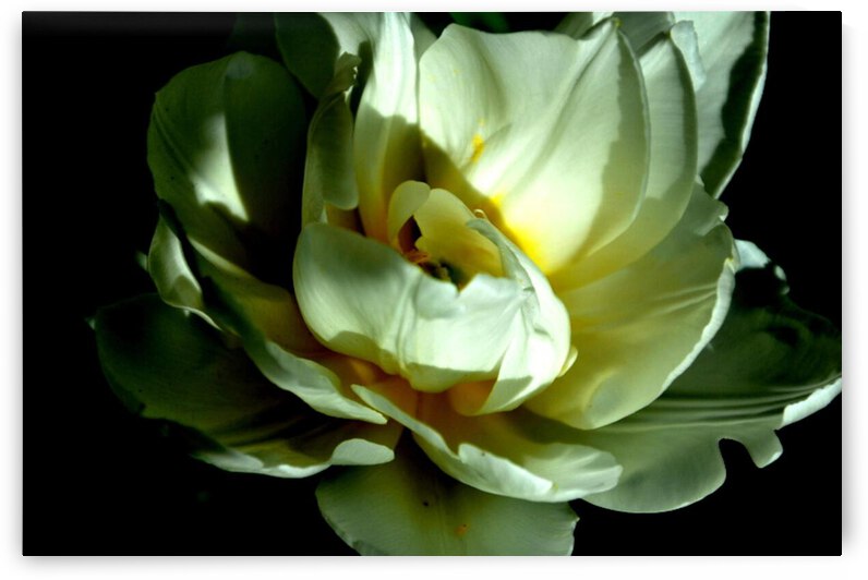 fleur blanche by Sylvie Leandre