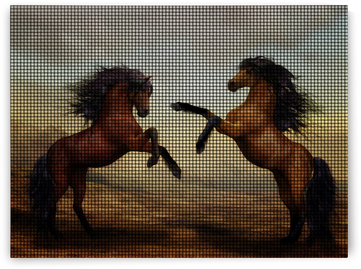 two beautiful young stallions playing in desert by artcenter