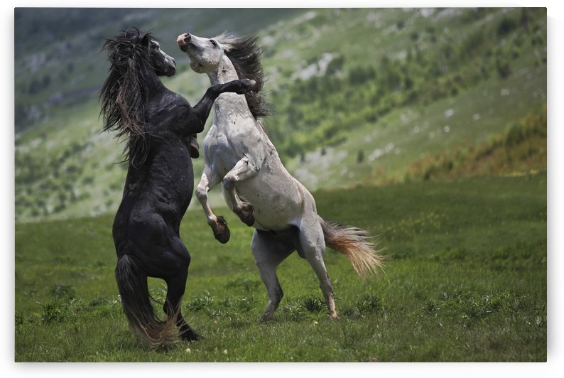 black and white by 1x