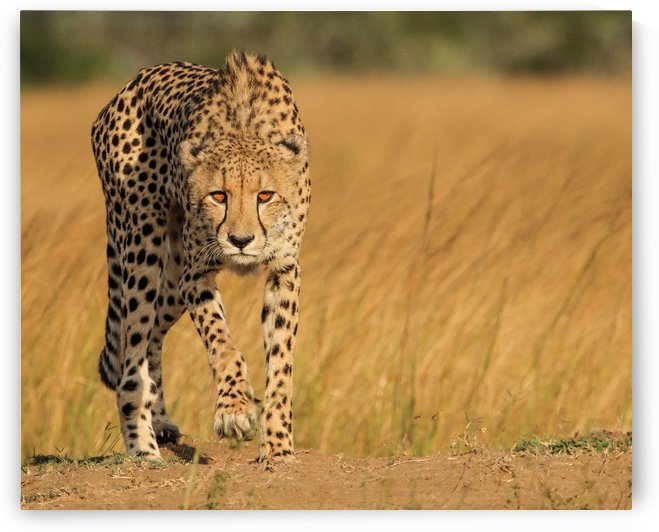 Focused intensity by 1x