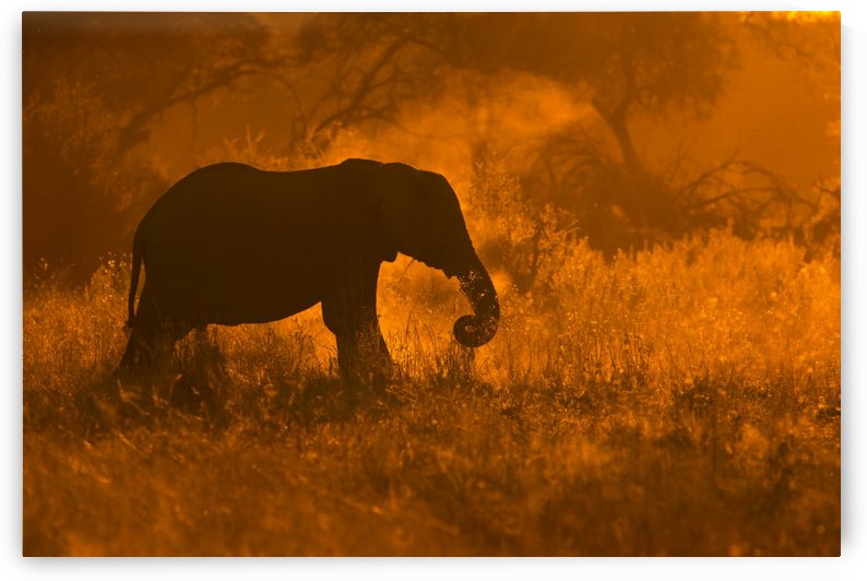 Golden Elephant in Savute by 1x