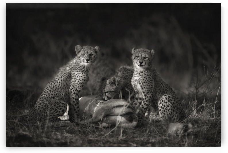 Cheetah Cubs by 1x