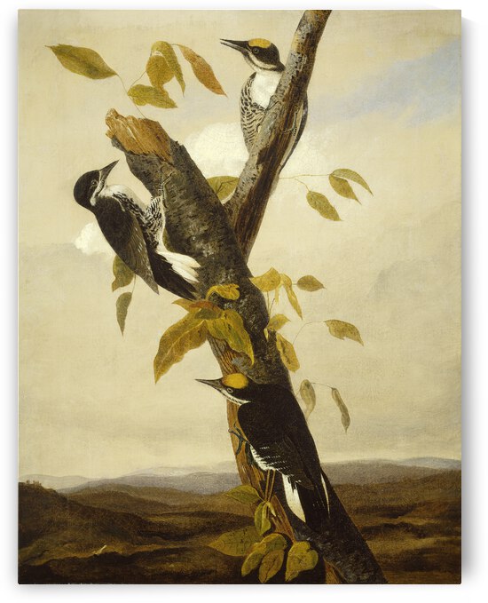 Black Backed Three Toed Woodpecker G 000637 2 by artcenter