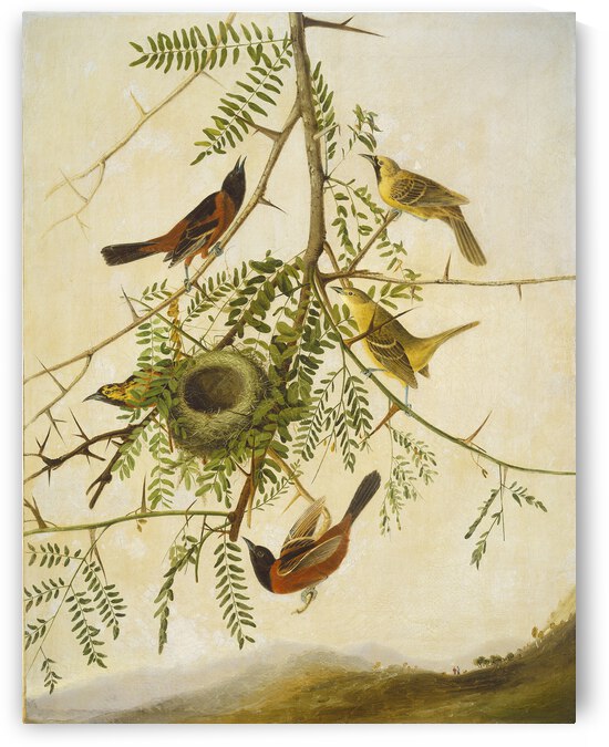 Orchard Oriole G 000638 20111026 by artcenter