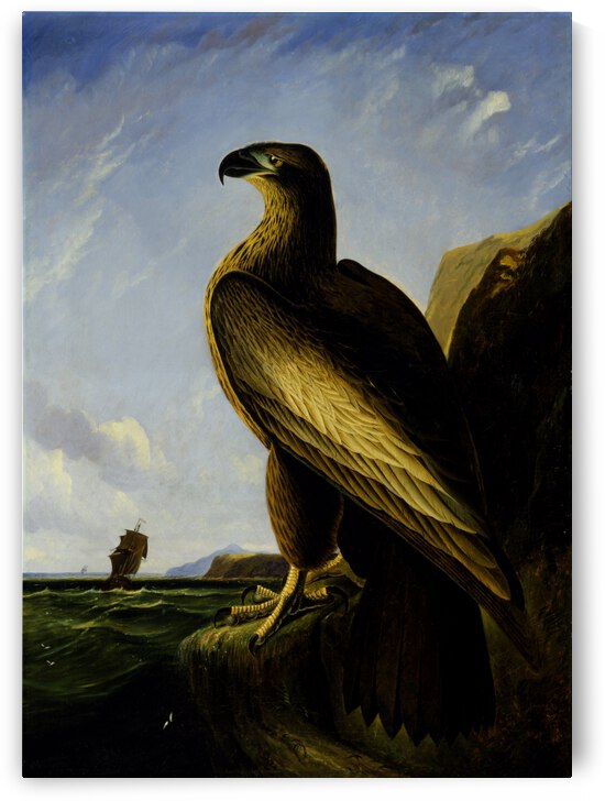 John James Audubon   Washington Sea Eagle   G by artcenter