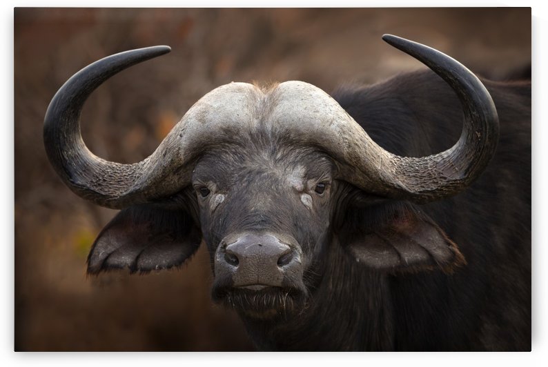 A Buffalo Portrait by 1x