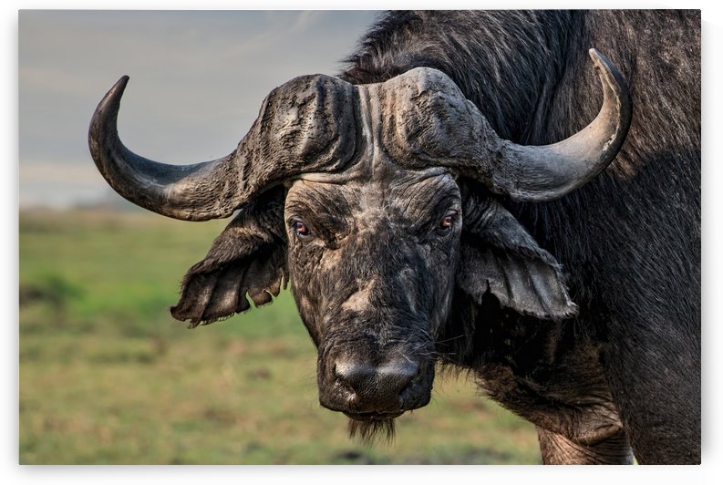 the old fighter by 1x