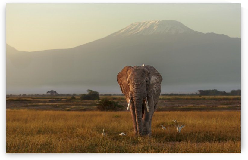 Under the roof of Africa by 1x
