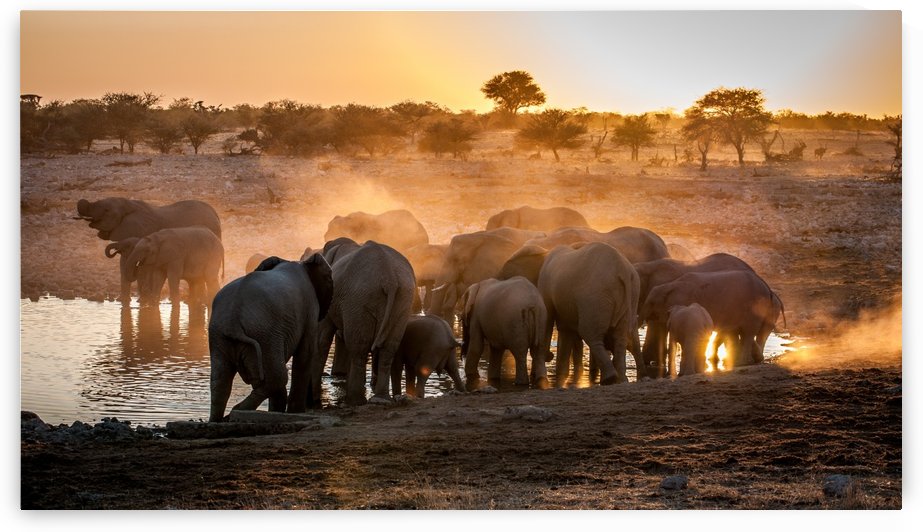 Elephant huddle by 1x