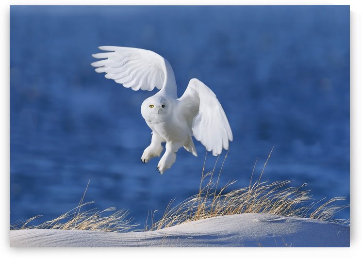 White Spirit demon by 1x