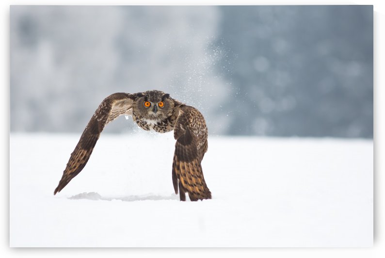 Eurasian eagle-owl by 1x