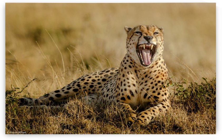 Grumpy Morning by 1x