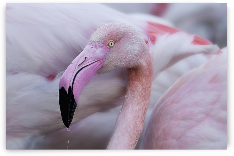 Unique mildness by 1x