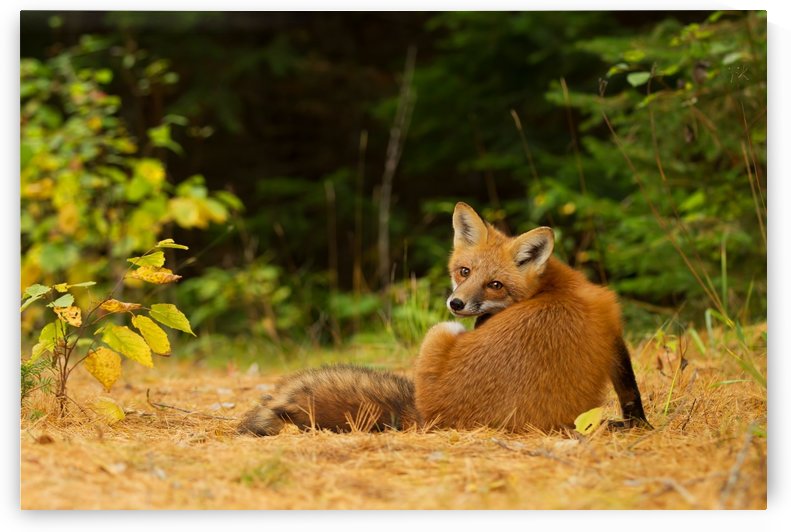 RedFox, Algonquin Park by 1x