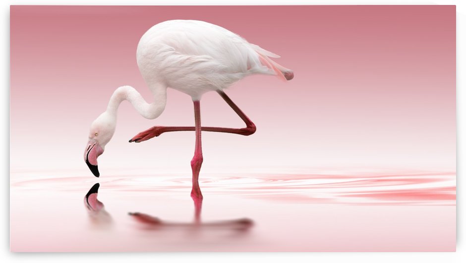 Flamingo by 1x