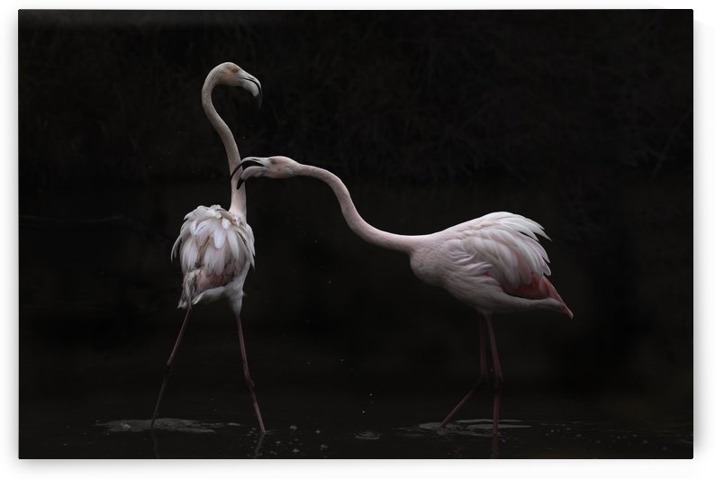 Not all is rosy by 1x