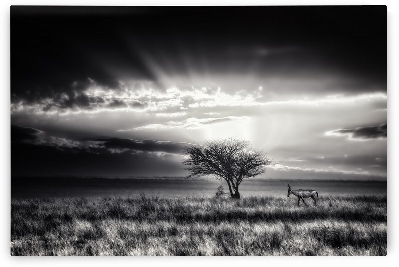 sunrise with hartebeest by 1x