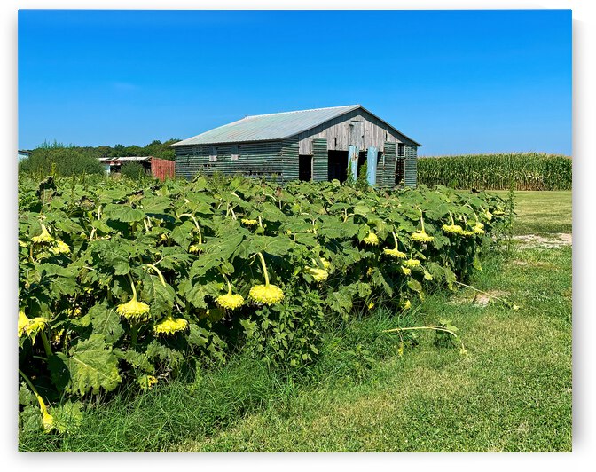 Sunflowers Ready for the Harvest by Bill Swartwout Photography