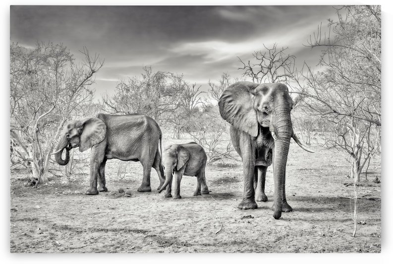 dry season (bw) by 1x