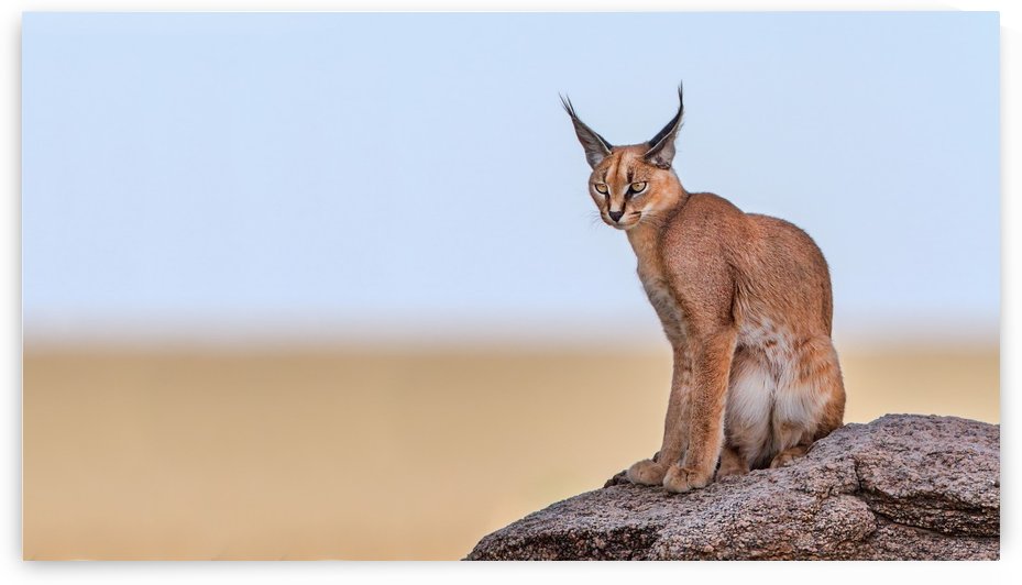 Caracal On Mars by 1x