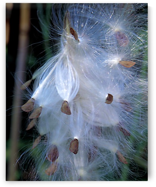 Asclepias Promise  by Jodi DiLiberto 