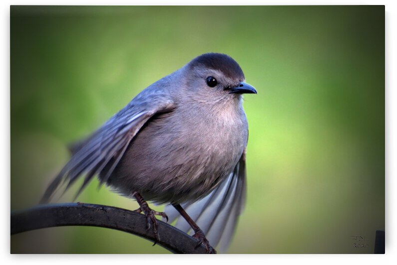 About to Take Flight  by Jodi DiLiberto 